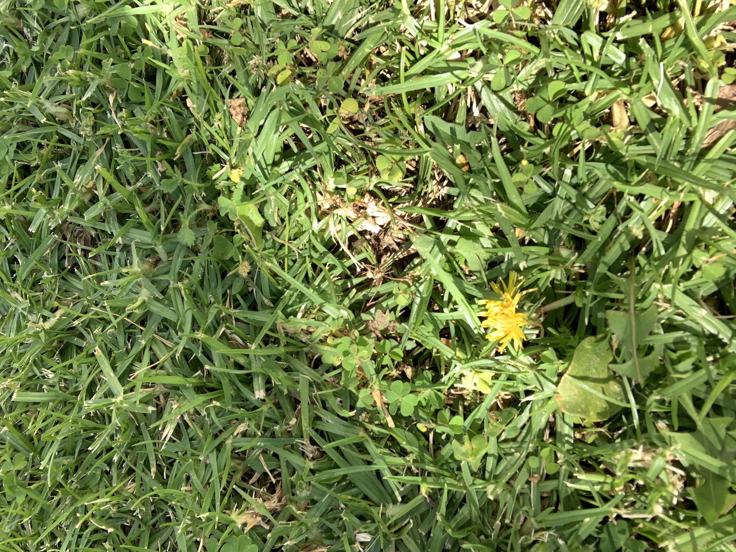 Small dandelion flower in the grass